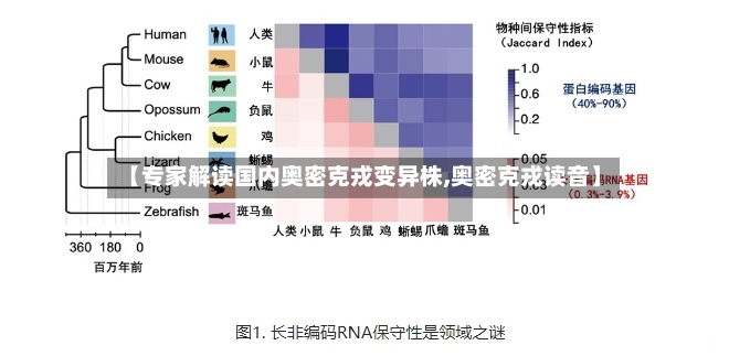 【专家解读国内奥密克戎变异株,奥密克戎读音】-第2张图片